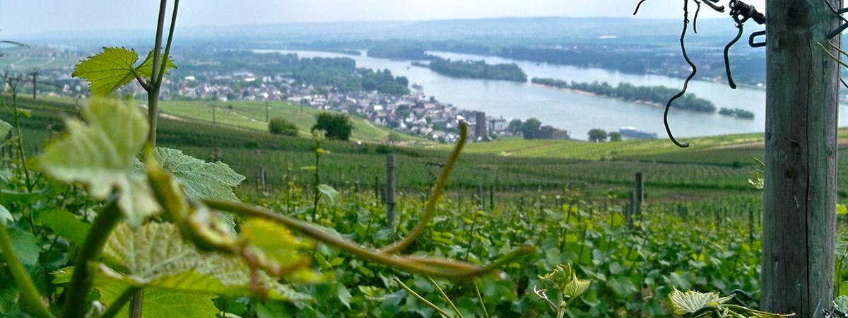 Rüdesheim